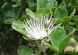 Thilachium blanc
